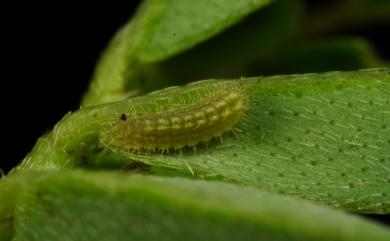 Freyeria putli formosanus 東方晶灰蝶