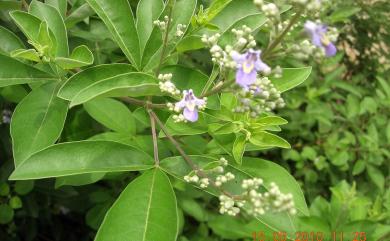 Vitex trifolia L. 三葉埔姜