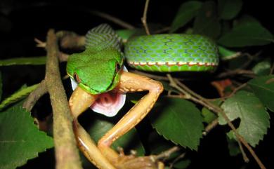 Trimeresurus stejnegeri Schmidt, 1925 赤尾青竹絲