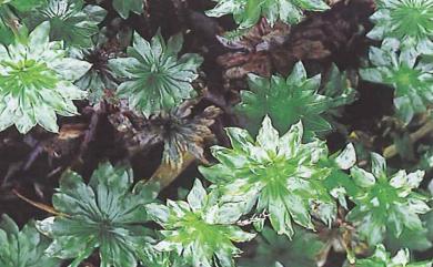 Rhodobryum giganteum (Schwaegr.) Paris, 1898 暖地大葉苔