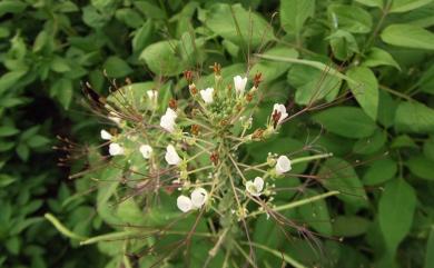 Cleome gynandra 白花菜