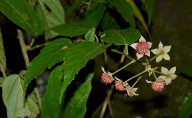 Rubus kawakamii 桑葉懸鉤子