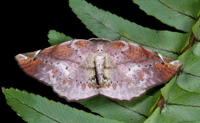 Agaraeus discolor (Warren, 1893) 污紋鈎角尺蛾