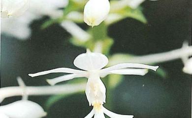 Calanthe triplicata (Willemet) Ames 白鶴蘭