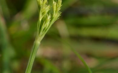 Fimbristylis eragrostis 紫穗飄拂草