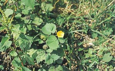 Abutilon indicum 冬葵子