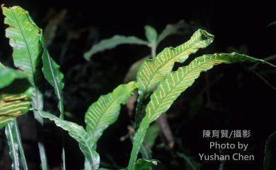 Leptochilus wrightii (Hook. & Baker) X.C.Zhang 萊氏線蕨