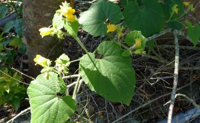 Thladiantha nudiflora Hemsl. 青牛膽