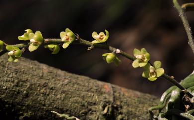 Chiloschista segawae 大蜘蛛蘭