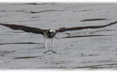 Pandion haliaetus haliaetus (Linnaeus, 1758) 魚鷹