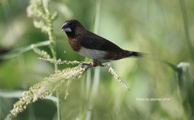 Lonchura striata swinhoei (Cabanis, 1882) 白腰文鳥