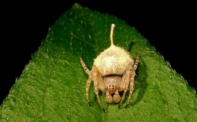 Eriovixia laglaizei Simon, 1877 拉克氏鬼蛛