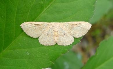 Perixera illepidaria (Guenée, [1858]) 小眼斑褐姬尺蛾