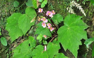 Begonia austrotaiwanensis Y.K.Chen & C.I Peng 南臺灣秋海棠