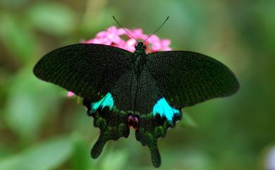 Papilio paris nakaharai Shirôzu, 1960 琉璃翠鳳蝶