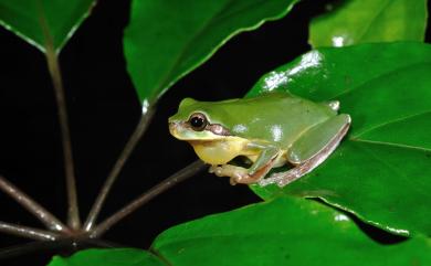 Hyla chinensis Guenther, 1858 中國樹蟾