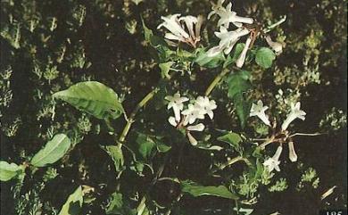 Ophiorrhiza japonica Blume 蛇根草