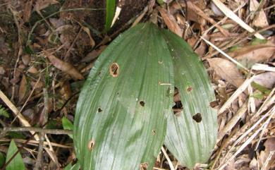 Acanthephippium striatum Lindl. 一葉罈花蘭