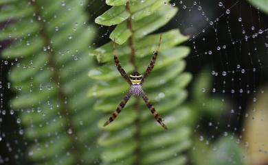 Argiope aetheroides Yin, Wang & Zhang, 1989 中形金蛛