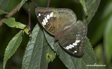 Euthalia kosempona (Fruhstorfer, 1908) 甲仙翠蛺蝶