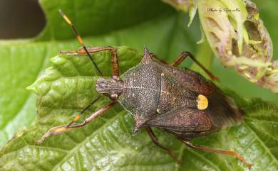 Eocanthecona formosa (Horváth, 1911) 福爾摩沙厲蝽