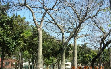 Ceiba speciosa (A.St.-Hil., A.Juss. & Cambess.) Ravenna 美人樹