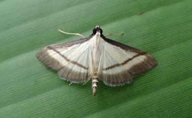 Bradina diagonalis (Guenée, 1854)