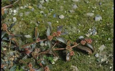 Euphorbia hirta L. 大飛揚草