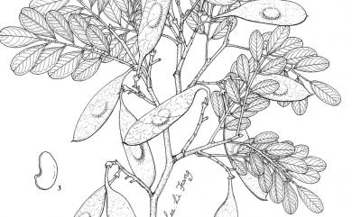 Dalbergia hupeana Hance 黃檀