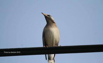 Spodiopsar cineraceus (Temminck, 1835) 灰椋鳥