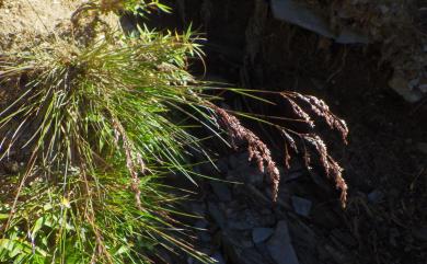 Poa nankoensis 南湖大山早熟禾