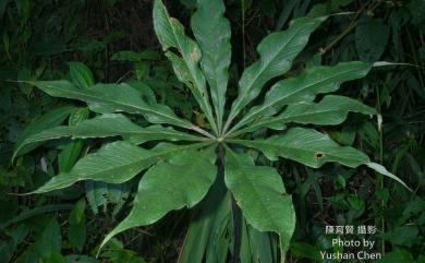 Arisaema formosanum 臺灣天南星