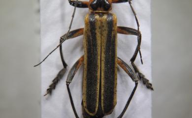 Lycocerus arisanensis (Wittmer, 1954) 阿里山異菊虎