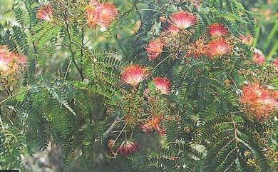 Albizia julibrissin 合歡