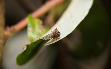 Tricentrus gracilis (Kato, 1928) 細長三刺角蟬