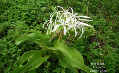 Crinum asiaticum L. 文珠蘭