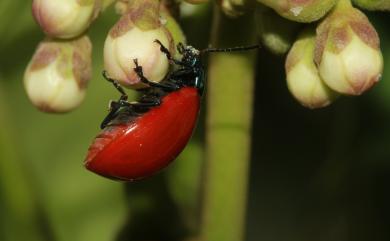 Agrosteomela chinensis (Weise, 1922) 中華大紅金花蟲