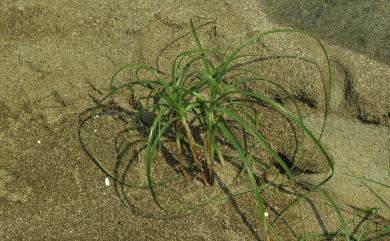 Carex pumila 小海米