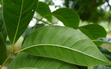 Swietenia macrophylla 大葉桃花心木