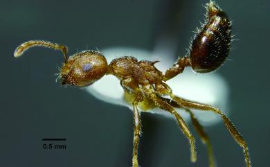 Crematogaster rogenhoferi Mayr, 1879 懸巢舉尾家蟻
