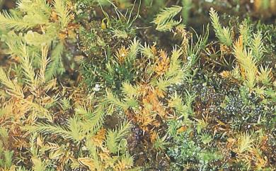Philonotis turneriana (Schwaegr.) Mitt., 1859 東亞澤苔