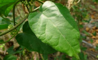 Marsdenia tinctoria 絨毛芙蓉蘭