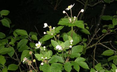Anemone vitifolia var. matsudae 小白頭翁