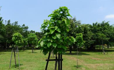 Berrya ammonilla Roxb. 六翅木
