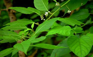 Deeringia polysperma (Roxb.) Moq. 多子漿果莧