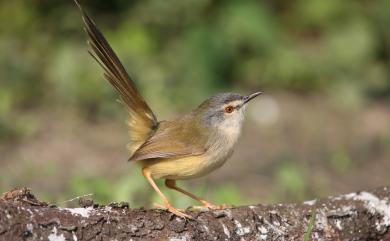 Prinia flaviventris sonitans 灰頭鷦鶯