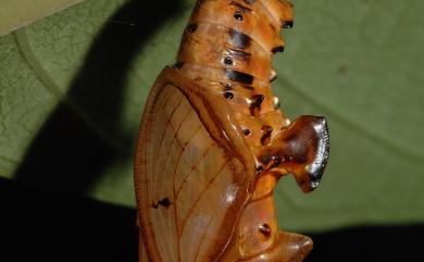Athyma selenophora laela 異紋帶蛺蝶
