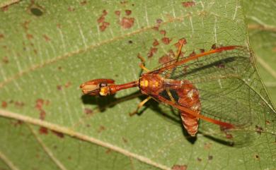 Eumantispa taiwanensis Kuwayama, 1925 臺灣螳蛉