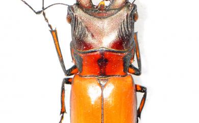 Cyclommatinus asahinai (Kurosawa, 1974) 豔細身赤鍬形蟲