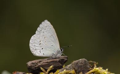 Celastrina oreas arisana (Matsumura, 1910) 大紫琉灰蝶